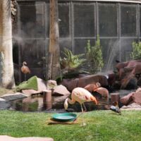 Flamingo Wildlife Habitat im Flamingo Las Vegas, Nevada