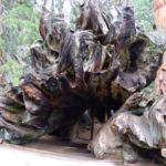 "Centennial Stump" im Kings Canyon National Park, Kalifornien