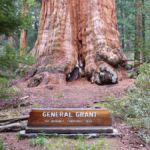 "General Grant" im Kings Canyon National Park, Kalifornien