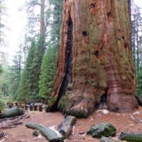 "General Sherman Tree" im Sequoia National Park, Kalifornien
