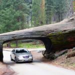 "Tunnel Log" im Sequoia National Park, Kalifornien